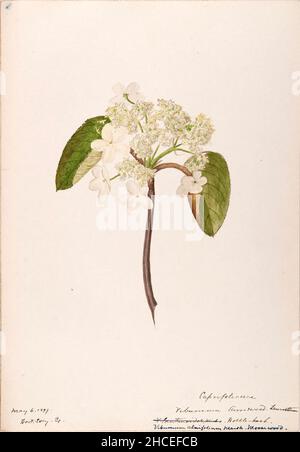 Skizzenbuch Nr. 15 - Aquarellskizzen von Pflanzen Nordamerikas und Europas [Grafik], gemalt zwischen Juni 1888 bis September 1910 von Helen Sharp. Achtzehn Alben von Aquarellskizzen von Helen Sharp über blühende Pflanzen und Sträucher, die in den Vereinigten Staaten, insbesondere in Neuengland, sowie in Bermuda und Teilen Europas, verbreitet sind, datiert zwischen Juni 1888 und September 1910. Skizzen in Wasserfarbe und Tusche auf Papier (26 x 18 cm oder kleiner) enthalten botanische Bildunterschriften in lateinischer Sprache, sowie Sharps Notizen über den gemeinsamen Namen und die physikalischen Eigenschaften jeder Pflanze sowie den Ort und das Datum der Zeichnung. Der Stockfoto
