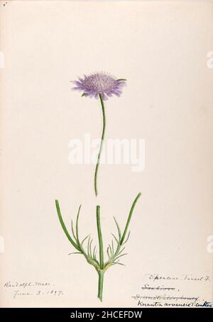 Skizzenbuch Nr. 15 - Aquarellskizzen von Pflanzen Nordamerikas und Europas [Grafik], gemalt zwischen Juni 1888 bis September 1910 von Helen Sharp. Achtzehn Alben von Aquarellskizzen von Helen Sharp über blühende Pflanzen und Sträucher, die in den Vereinigten Staaten, insbesondere in Neuengland, sowie in Bermuda und Teilen Europas, verbreitet sind, datiert zwischen Juni 1888 und September 1910. Skizzen in Wasserfarbe und Tusche auf Papier (26 x 18 cm oder kleiner) enthalten botanische Bildunterschriften in lateinischer Sprache, sowie Sharps Notizen über den gemeinsamen Namen und die physikalischen Eigenschaften jeder Pflanze sowie den Ort und das Datum der Zeichnung. Der Stockfoto
