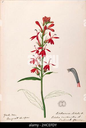 Skizzenbuch Nr. 15 - Aquarellskizzen von Pflanzen Nordamerikas und Europas [Grafik], gemalt zwischen Juni 1888 bis September 1910 von Helen Sharp. Achtzehn Alben von Aquarellskizzen von Helen Sharp über blühende Pflanzen und Sträucher, die in den Vereinigten Staaten, insbesondere in Neuengland, sowie in Bermuda und Teilen Europas, verbreitet sind, datiert zwischen Juni 1888 und September 1910. Skizzen in Wasserfarbe und Tusche auf Papier (26 x 18 cm oder kleiner) enthalten botanische Bildunterschriften in lateinischer Sprache, sowie Sharps Notizen über den gemeinsamen Namen und die physikalischen Eigenschaften jeder Pflanze sowie den Ort und das Datum der Zeichnung. Der Stockfoto
