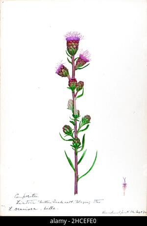 Skizzenbuch Nr. 16 - Aquarellskizzen von Pflanzen Nordamerikas und Europas [Grafik], gemalt zwischen Juni 1888 bis September 1910 von Helen Sharp. Achtzehn Alben von Aquarellskizzen von Helen Sharp über blühende Pflanzen und Sträucher, die in den Vereinigten Staaten, insbesondere in Neuengland, sowie in Bermuda und Teilen Europas, verbreitet sind, datiert zwischen Juni 1888 und September 1910. Skizzen in Wasserfarbe und Tusche auf Papier (26 x 18 cm oder kleiner) enthalten botanische Bildunterschriften in lateinischer Sprache, sowie Sharps Notizen über den gemeinsamen Namen und die physikalischen Eigenschaften jeder Pflanze sowie den Ort und das Datum der Zeichnung. Der Stockfoto