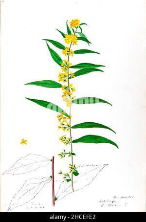 Skizzenbuch Nr. 16 - Aquarellskizzen von Pflanzen Nordamerikas und Europas [Grafik], gemalt zwischen Juni 1888 bis September 1910 von Helen Sharp. Achtzehn Alben von Aquarellskizzen von Helen Sharp über blühende Pflanzen und Sträucher, die in den Vereinigten Staaten, insbesondere in Neuengland, sowie in Bermuda und Teilen Europas, verbreitet sind, datiert zwischen Juni 1888 und September 1910. Skizzen in Wasserfarbe und Tusche auf Papier (26 x 18 cm oder kleiner) enthalten botanische Bildunterschriften in lateinischer Sprache, sowie Sharps Notizen über den gemeinsamen Namen und die physikalischen Eigenschaften jeder Pflanze sowie den Ort und das Datum der Zeichnung. Der Stockfoto