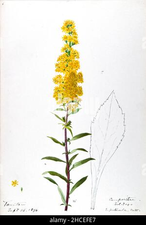 Skizzenbuch Nr. 16 - Aquarellskizzen von Pflanzen Nordamerikas und Europas [Grafik], gemalt zwischen Juni 1888 bis September 1910 von Helen Sharp. Achtzehn Alben von Aquarellskizzen von Helen Sharp über blühende Pflanzen und Sträucher, die in den Vereinigten Staaten, insbesondere in Neuengland, sowie in Bermuda und Teilen Europas, verbreitet sind, datiert zwischen Juni 1888 und September 1910. Skizzen in Wasserfarbe und Tusche auf Papier (26 x 18 cm oder kleiner) enthalten botanische Bildunterschriften in lateinischer Sprache, sowie Sharps Notizen über den gemeinsamen Namen und die physikalischen Eigenschaften jeder Pflanze sowie den Ort und das Datum der Zeichnung. Der Stockfoto