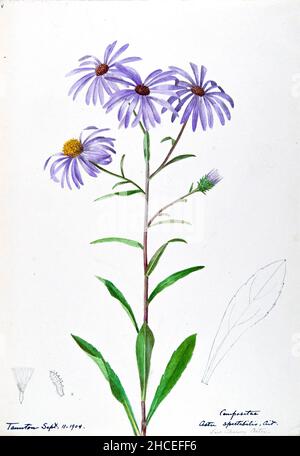 Skizzenbuch Nr. 16 - Aquarellskizzen von Pflanzen Nordamerikas und Europas [Grafik], gemalt zwischen Juni 1888 bis September 1910 von Helen Sharp. Achtzehn Alben von Aquarellskizzen von Helen Sharp über blühende Pflanzen und Sträucher, die in den Vereinigten Staaten, insbesondere in Neuengland, sowie in Bermuda und Teilen Europas, verbreitet sind, datiert zwischen Juni 1888 und September 1910. Skizzen in Wasserfarbe und Tusche auf Papier (26 x 18 cm oder kleiner) enthalten botanische Bildunterschriften in lateinischer Sprache, sowie Sharps Notizen über den gemeinsamen Namen und die physikalischen Eigenschaften jeder Pflanze sowie den Ort und das Datum der Zeichnung. Der Stockfoto