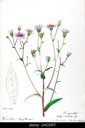 Skizzenbuch Nr. 16 - Aquarellskizzen von Pflanzen Nordamerikas und Europas [Grafik], gemalt zwischen Juni 1888 bis September 1910 von Helen Sharp. Achtzehn Alben von Aquarellskizzen von Helen Sharp über blühende Pflanzen und Sträucher, die in den Vereinigten Staaten, insbesondere in Neuengland, sowie in Bermuda und Teilen Europas, verbreitet sind, datiert zwischen Juni 1888 und September 1910. Skizzen in Wasserfarbe und Tusche auf Papier (26 x 18 cm oder kleiner) enthalten botanische Bildunterschriften in lateinischer Sprache, sowie Sharps Notizen über den gemeinsamen Namen und die physikalischen Eigenschaften jeder Pflanze sowie den Ort und das Datum der Zeichnung. Der Stockfoto