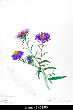 Skizzenbuch Nr. 16 - Aquarellskizzen von Pflanzen Nordamerikas und Europas [Grafik], gemalt zwischen Juni 1888 bis September 1910 von Helen Sharp. Achtzehn Alben von Aquarellskizzen von Helen Sharp über blühende Pflanzen und Sträucher, die in den Vereinigten Staaten, insbesondere in Neuengland, sowie in Bermuda und Teilen Europas, verbreitet sind, datiert zwischen Juni 1888 und September 1910. Skizzen in Wasserfarbe und Tusche auf Papier (26 x 18 cm oder kleiner) enthalten botanische Bildunterschriften in lateinischer Sprache, sowie Sharps Notizen über den gemeinsamen Namen und die physikalischen Eigenschaften jeder Pflanze sowie den Ort und das Datum der Zeichnung. Der Stockfoto