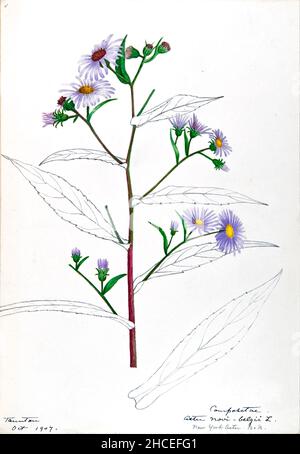 Skizzenbuch Nr. 16 - Aquarellskizzen von Pflanzen Nordamerikas und Europas [Grafik], gemalt zwischen Juni 1888 bis September 1910 von Helen Sharp. Achtzehn Alben von Aquarellskizzen von Helen Sharp über blühende Pflanzen und Sträucher, die in den Vereinigten Staaten, insbesondere in Neuengland, sowie in Bermuda und Teilen Europas, verbreitet sind, datiert zwischen Juni 1888 und September 1910. Skizzen in Wasserfarbe und Tusche auf Papier (26 x 18 cm oder kleiner) enthalten botanische Bildunterschriften in lateinischer Sprache, sowie Sharps Notizen über den gemeinsamen Namen und die physikalischen Eigenschaften jeder Pflanze sowie den Ort und das Datum der Zeichnung. Der Stockfoto