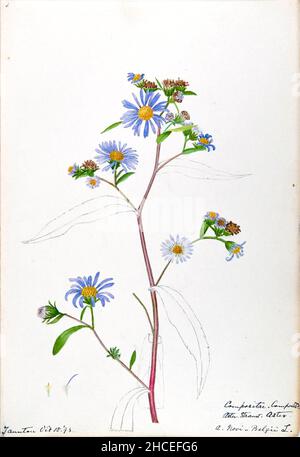 Skizzenbuch Nr. 16 - Aquarellskizzen von Pflanzen Nordamerikas und Europas [Grafik], gemalt zwischen Juni 1888 bis September 1910 von Helen Sharp. Achtzehn Alben von Aquarellskizzen von Helen Sharp über blühende Pflanzen und Sträucher, die in den Vereinigten Staaten, insbesondere in Neuengland, sowie in Bermuda und Teilen Europas, verbreitet sind, datiert zwischen Juni 1888 und September 1910. Skizzen in Wasserfarbe und Tusche auf Papier (26 x 18 cm oder kleiner) enthalten botanische Bildunterschriften in lateinischer Sprache, sowie Sharps Notizen über den gemeinsamen Namen und die physikalischen Eigenschaften jeder Pflanze sowie den Ort und das Datum der Zeichnung. Der Stockfoto