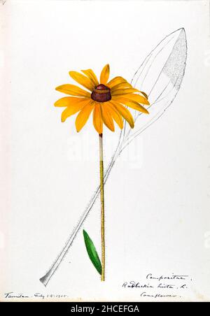 Skizzenbuch Nr. 16 - Aquarellskizzen von Pflanzen Nordamerikas und Europas [Grafik], gemalt zwischen Juni 1888 bis September 1910 von Helen Sharp. Achtzehn Alben von Aquarellskizzen von Helen Sharp über blühende Pflanzen und Sträucher, die in den Vereinigten Staaten, insbesondere in Neuengland, sowie in Bermuda und Teilen Europas, verbreitet sind, datiert zwischen Juni 1888 und September 1910. Skizzen in Wasserfarbe und Tusche auf Papier (26 x 18 cm oder kleiner) enthalten botanische Bildunterschriften in lateinischer Sprache, sowie Sharps Notizen über den gemeinsamen Namen und die physikalischen Eigenschaften jeder Pflanze sowie den Ort und das Datum der Zeichnung. Der Stockfoto