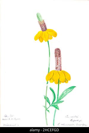 Skizzenbuch Nr. 16 - Aquarellskizzen von Pflanzen Nordamerikas und Europas [Grafik], gemalt zwischen Juni 1888 bis September 1910 von Helen Sharp. Achtzehn Alben von Aquarellskizzen von Helen Sharp über blühende Pflanzen und Sträucher, die in den Vereinigten Staaten, insbesondere in Neuengland, sowie in Bermuda und Teilen Europas, verbreitet sind, datiert zwischen Juni 1888 und September 1910. Skizzen in Wasserfarbe und Tusche auf Papier (26 x 18 cm oder kleiner) enthalten botanische Bildunterschriften in lateinischer Sprache, sowie Sharps Notizen über den gemeinsamen Namen und die physikalischen Eigenschaften jeder Pflanze sowie den Ort und das Datum der Zeichnung. Der Stockfoto