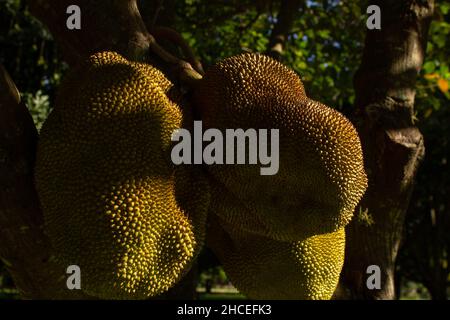 Brasilia, Federal District, Brasilien – 26. Dezember 2021: Ein Jackfrucht-Baum mit reifen Früchten. Artocarpus heterophyllus. Stockfoto