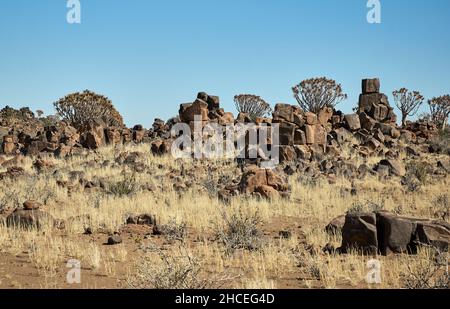 Köcherbäume (Aloe dichotoma) in einer trockenen Landschaft mit gestapelten Granitfelsen in der südlichen Kalahari-Wüste, Keetmanshoop, Namibia. Stockfoto