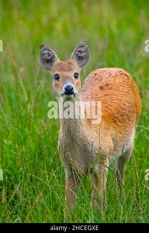 Chinesische Wasser Hirsch Hydropotes Inermis grasen auf der Wiese Stockfoto