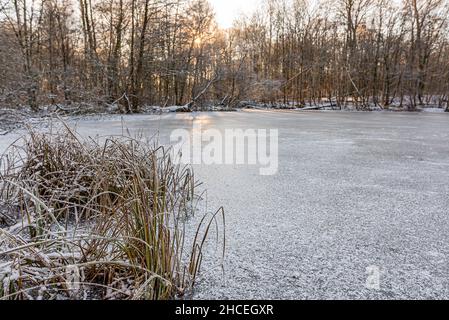 Gefrorenes Schilf am Ufer eines eisigen Sees bei schwacher Sonne, Seeland, Dänemark, 27. Januar 202 Stockfoto