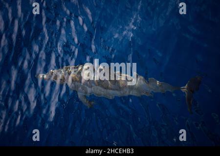 Ein Spinner-Delfin, Stenella longirostris, fährt durch das klare, blaue Wasser des Pazifischen Ozeans in der Nähe von Alor, Indonesien. Stockfoto