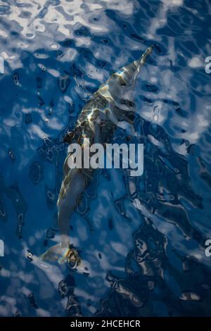 Ein Spinner-Delfin, Stenella longirostris, fährt durch das klare, blaue Wasser des Pazifischen Ozeans in der Nähe von Alor, Indonesien. Stockfoto