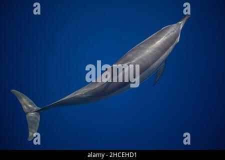 Ein Spinner-Delfin, Stenella longirostris, fährt durch das klare, blaue Wasser des Pazifischen Ozeans in der Nähe von Alor, Indonesien. Stockfoto