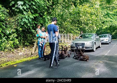 Coatis (Coatimundis), die am Straßenrand, La Fortuna, Costa Rica, gefüttert werden Stockfoto