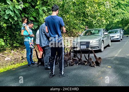 Coatis (Coatimundis), die am Straßenrand, La Fortuna, Costa Rica, gefüttert werden Stockfoto