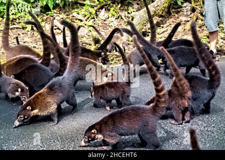 Coatis (Coatimundis), die am Straßenrand, La Fortuna, Costa Rica, gefüttert werden Stockfoto