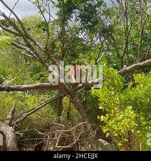 Goodfellows Tree Kangaroo, Chester Zoo, Großbritannien. Stockfoto