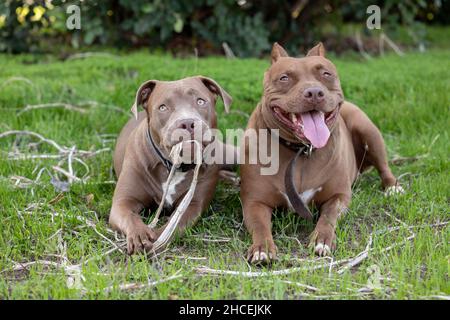 Zwei Hunde sitzen im Wald Stockfoto