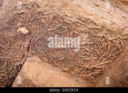 Versteinerte Wurmgräber (Spuren-Fossilien) an der Unterseite eines Überhangs in Deer Creek Narrows im Grand Canyon, Arizona. Stockfoto