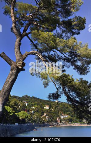 Küstenstraße - Riviera der Blumen - Riviera dei Fiori zwischen Portofino Rapallo und Camogli Italien, Italienisch, Mittelmeer. Stockfoto