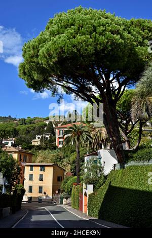 Küstenstraße - Riviera der Blumen - Riviera dei Fiori zwischen Portofino Rapallo und Camogli Italien, Italienisch, Mittelmeer. Stockfoto