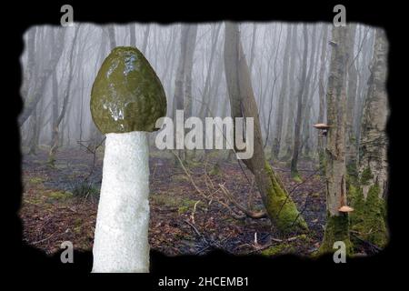 Phallus impudicus (gewöhnliches Stinkhorn) wird hier mit Waldhabitat (Hintergrund) in Nordwales gezeigt, wo es wahrscheinlich zu finden ist Stockfoto