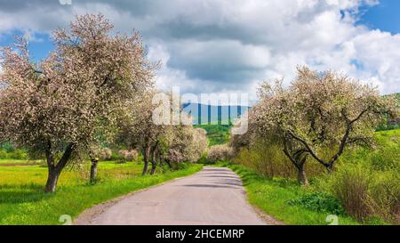 Blühende Bäume im Frühling. Im Frühling schlängelt sich die Straße durch die gebirgige Landschaft. An einem sonnigen Tag schöne ländliche Naturkulisse. Wolken ziehen an Stockfoto
