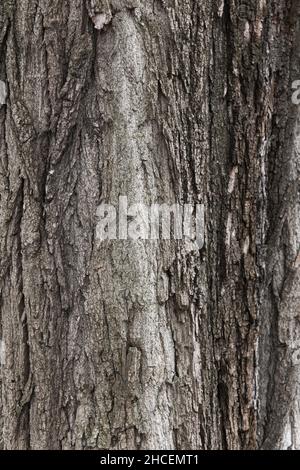 Textur einer Kastanienbaumrinde. Nahaufnahme Natur Hintergrund Stockfoto