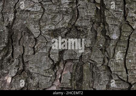 texture of a poplar tree bark. closeup nature background Stockfoto