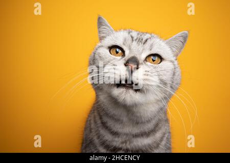 Silberfarbene gestromte britische Kurzhaarkatze, die ein lustiges Gesicht mit einem leicht geöffneten Mund macht oder auf gelbem Hintergrund um Nahrung bettelt Stockfoto