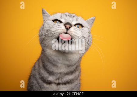 Silberne gestromte britische Kurzhaarkatze, die ein lustiges Gesicht aus der Zunge ragt und die Kamera auf gelbem Hintergrund anschaut Stockfoto