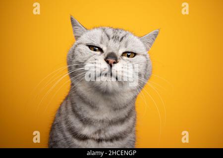 Silberfarbene gestromte britische Kurzhaarkatze, die ein lustiges Gesicht macht, das auf gelbem Hintergrund unzufrieden oder veralbert aussieht Stockfoto