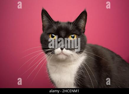 Schwarz-weiße Smokingkatze mit gelben Augen, die auf ein Kameraporträt auf rosa Hintergrund blicken Stockfoto