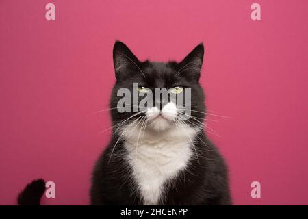 Flauschige schwarz-weiße Katze, die auf ein Porträt der Kamera auf einem rosa Hintergrund mit Platz für Kopien schaut Stockfoto