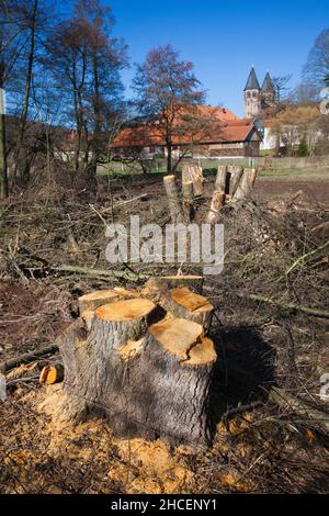 Erlenbäume (Alnus glutinosa) stolpern wegen Neuentwicklung von gefällten Bäumen, Deutschland Stockfoto