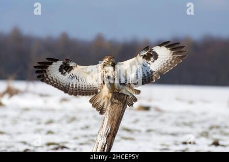 Gemeiner Bussard (Buteo buteo) bei der Landung auf der Post, im Winter, Niedersachsen, Deutschland Stockfoto