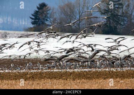 Gemeiner Kranich (Grus grus) auf Frühjahrszug nach Norden, Herde landet auf Ackerland, Niedersachsen, Deutschland Stockfoto