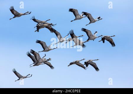 Gemeiner Kranich (Grus grus) auf Frühlingszug nach Norden, fliehende Herde, Niedersachsen, Deutschland Stockfoto