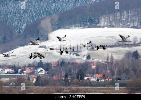 Gemeiner Kranich (Grus grus) auf Frühlingszug nach Norden, Flock in Flucht, Niedersachsen Deutschland Stockfoto