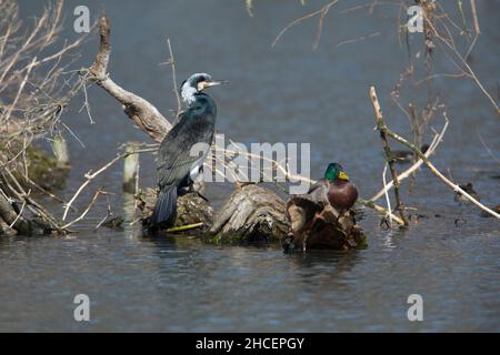 Großer Kormoran (Phalacrocorax carbo) auf Baumstumpf im See, Niedersachsen, Deutschland Stockfoto