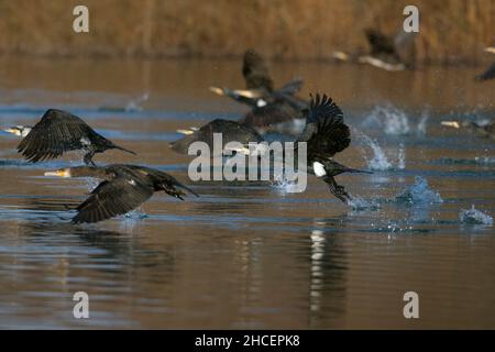 Große Kormoran (Phalacrocorax carbo) Herde im Flug Start aus See, Niedersachsen, Deutschland Stockfoto