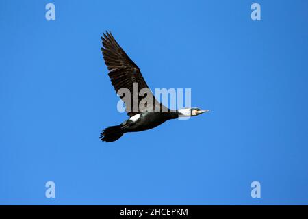 Großer Kormoran (Phalacrocorax carbo) im Flug, Niedersachsen, Deutschland Stockfoto