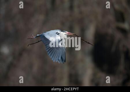 Graureiher (Ardea cinerea) im Flugtransport von Nestmaterial, Niedersachsen Deutschland Stockfoto