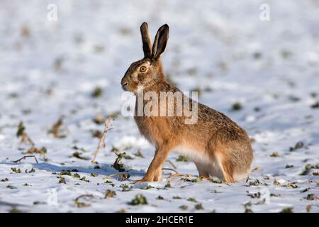 Europäischer Hase (Lepus euroapeus)-Alarm auf schneebedecktem Feld im Winter, Niedersachsen, Deutschland Stockfoto