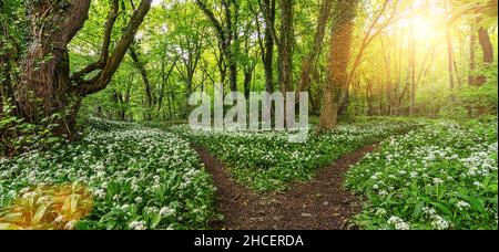 Wege in den Bärlauch-Wald im Frühjahr mit schönen hellen Sonnenstrahlen Stockfoto