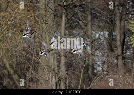 Mallard (Anas platyrhynchos) Schar von Draken in Flucht Niedersachsen Deutschland Stockfoto