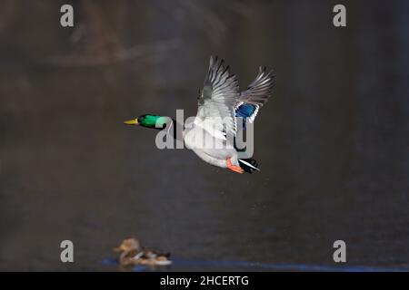 Mallard (Anas platyrhynchos) im Flug über den niedersächsischen See Deutschland Stockfoto